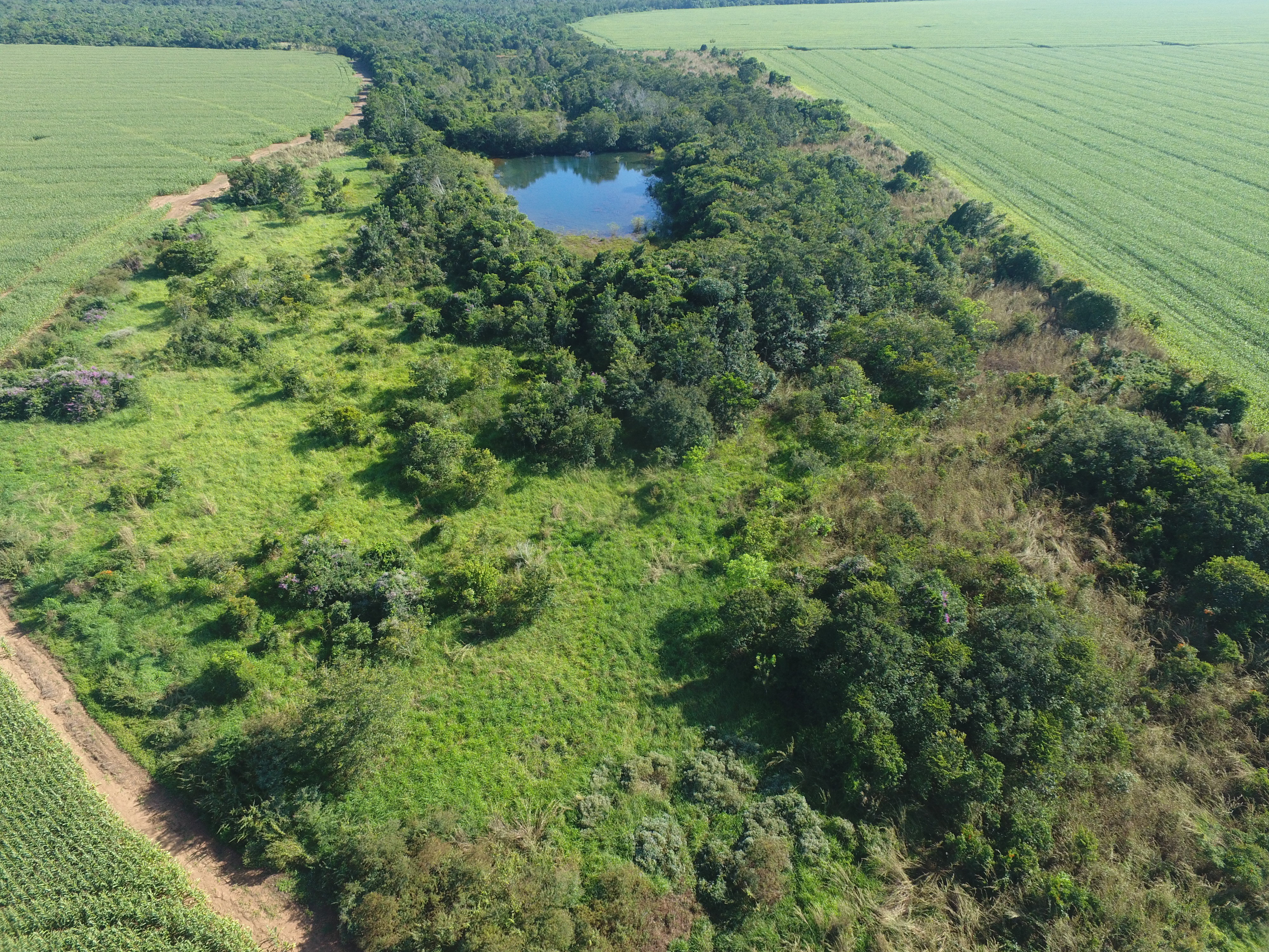 Projeto de Plantio Comercial